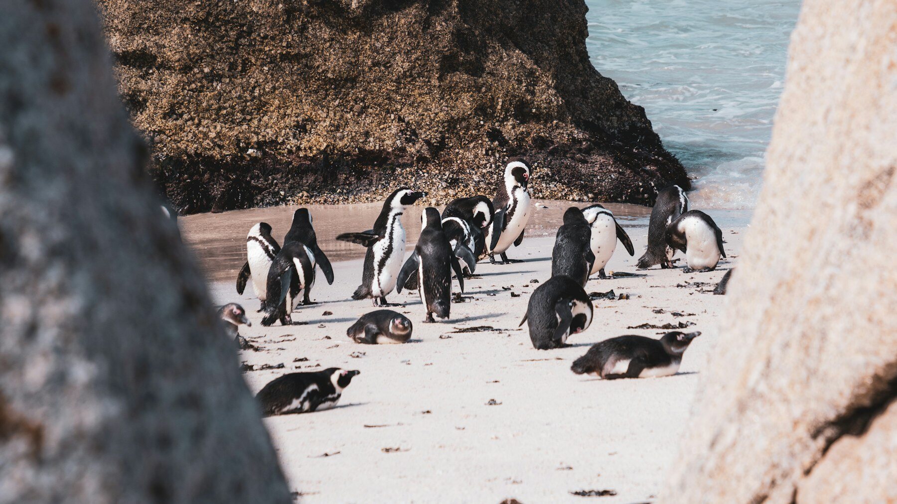 Pinguine am Boulders Beach